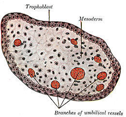 Trofoblastické buňky na okraji