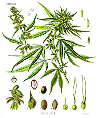 Cannabis Sativa (konopí seté)